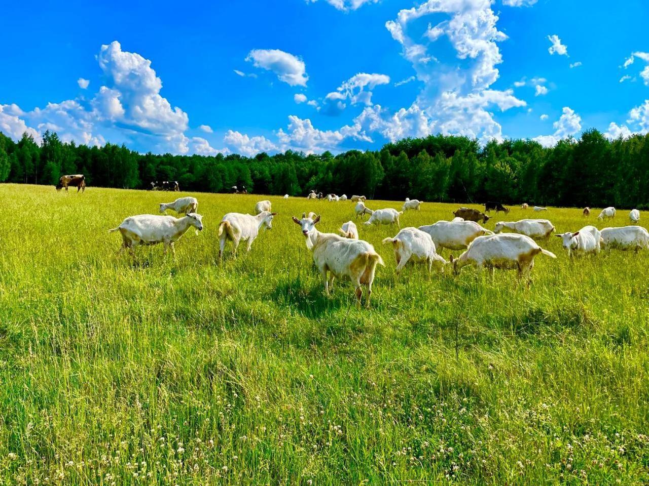 Садиба Бабина Лоза Lisove  Exterior foto